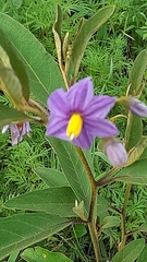 Solanum campylacanthum