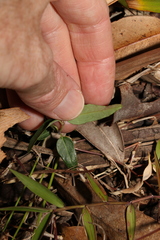 Leichhardtia coronata
