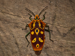 Cantao ocellatus
