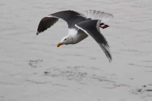 Larus occidentalis