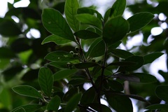 Psychotria erythrocarpa