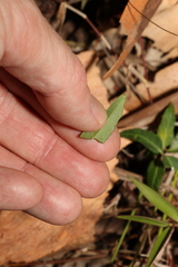 Leichhardtia coronata
