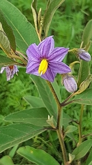 Solanum campylacanthum