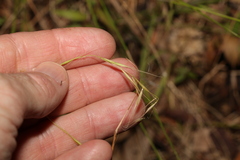 Microlaena stipoides