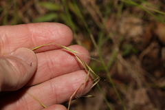 Microlaena stipoides