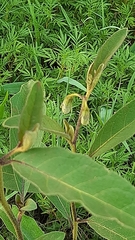 Solanum campylacanthum