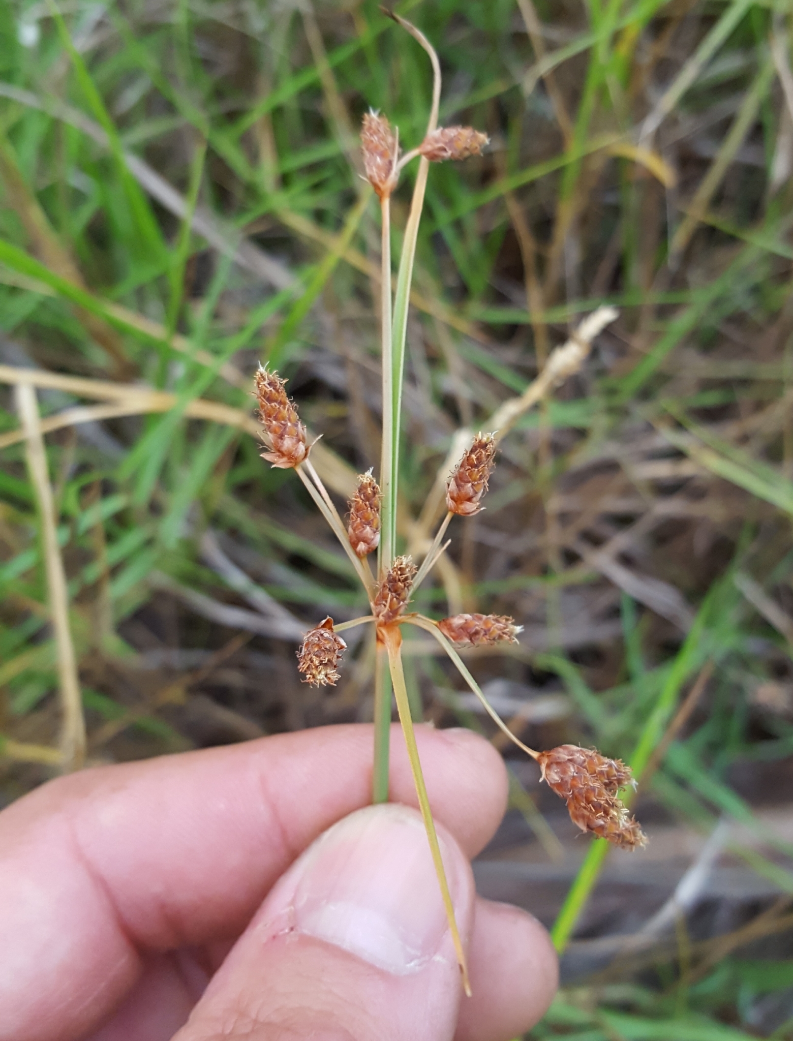 (c) François Rousseu, certains droits réservés (CC BY-NC) https://www.inaturalist.org/observations/143542972