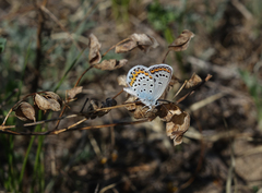 Plebejus argyrognomon