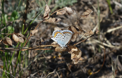 Plebejus argyrognomon