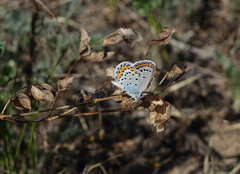 Plebejus argyrognomon
