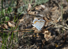 Plebejus argyrognomon
