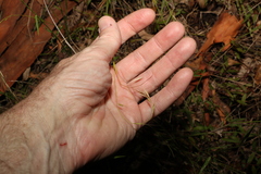 Microlaena stipoides