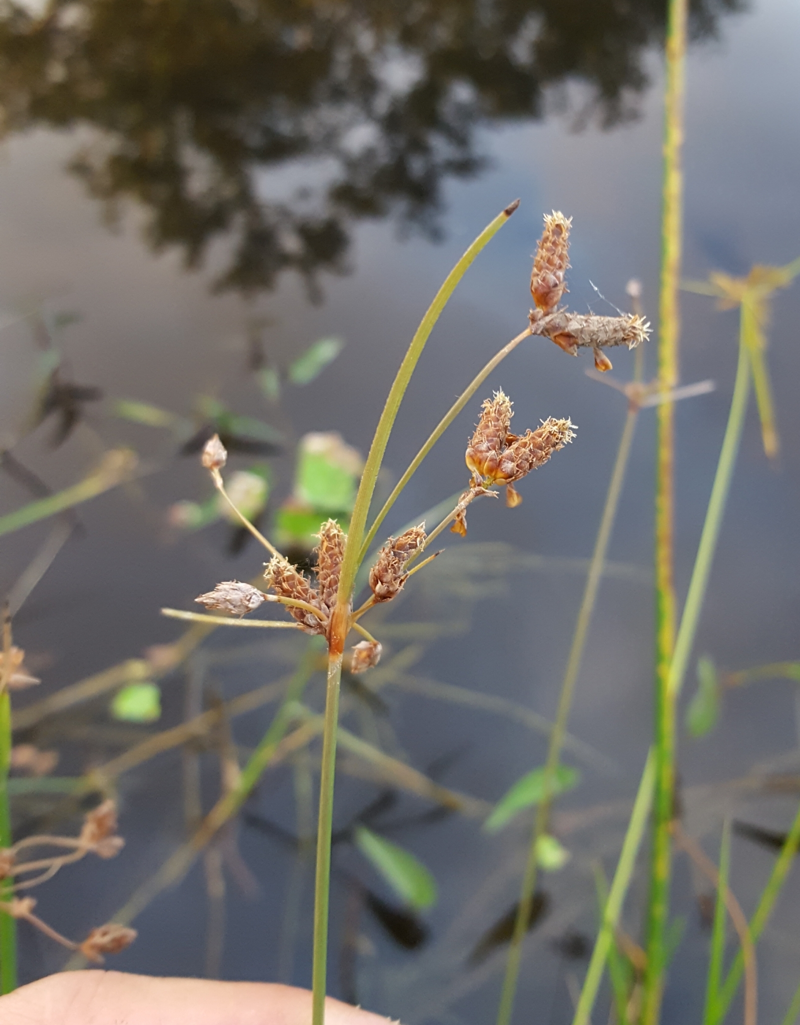 (c) François Rousseu, certains droits réservés (CC BY-NC) https://www.inaturalist.org/observations/143542972