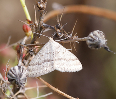 Scopula lydia