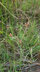 Fimbristylis ferruginea