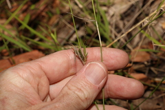 Entolasia stricta