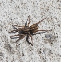 Artoriopsis