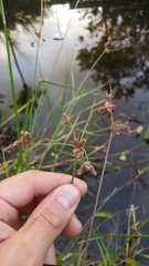 Fimbristylis ferruginea
