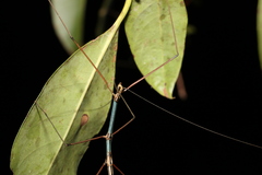 Candovia