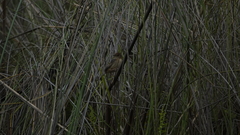 Cisticola pipiens