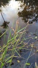 Fimbristylis ferruginea