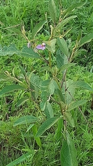 Solanum campylacanthum