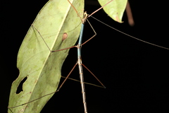 Candovia