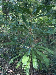 Anopterus macleayanus