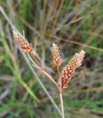 Fimbristylis ferruginea