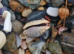 Purpuradusta gracilis