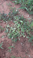 Gomphrena celosioides