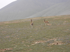 Procapra picticaudata