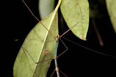 Candovia