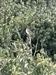 Zonotrichia leucophrys