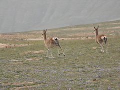 Procapra picticaudata