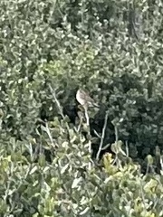 Zonotrichia leucophrys