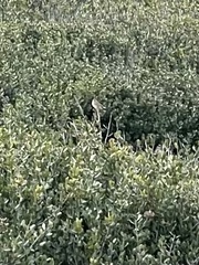 Zonotrichia leucophrys