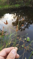 Fimbristylis ferruginea