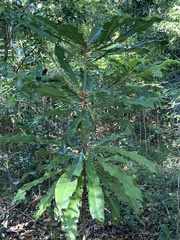 Anopterus macleayanus