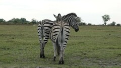 Equus quagga chapmani