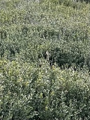 Zonotrichia leucophrys