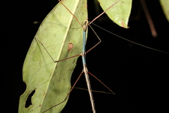 Candovia