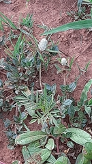 Gomphrena celosioides