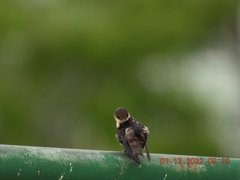 Hirundo tahitica