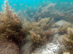 Atypichthys strigatus