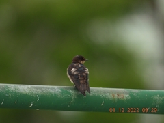 Hirundo tahitica