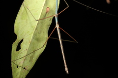 Candovia