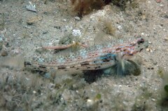 Istigobius hoesei