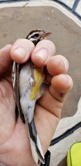 Emberiza poliopleura