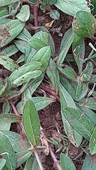 Gomphrena celosioides